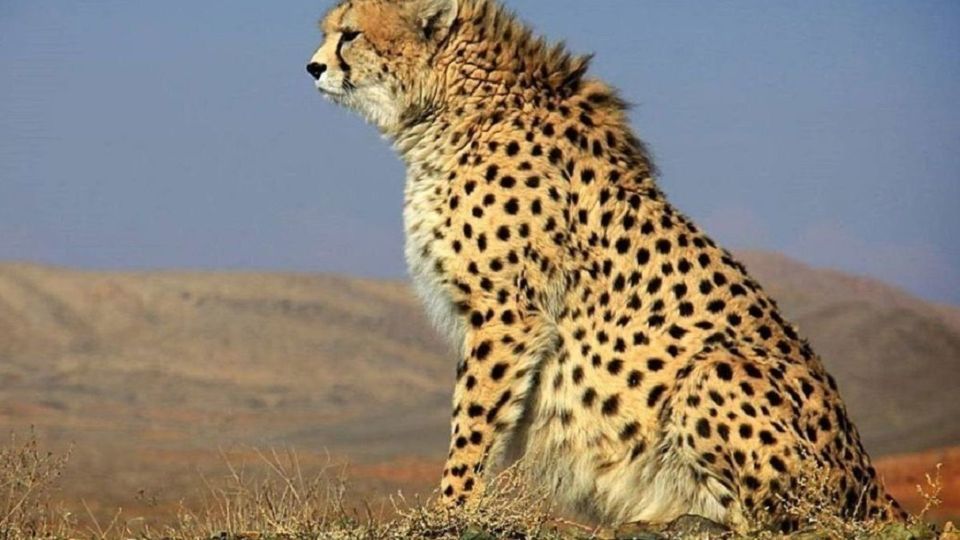کمتر از ۳۰ یوز آسیایی در ایران باقی مانده است