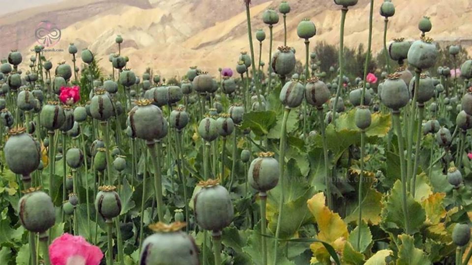 درخواست یک نماینده مجلس برای صدور مجوز کشت خشخاش/ به ۶۰۰ تن تریاک نیاز داریم/ ارز ما برای واردات تریاک ناخالص صرف می‌شود