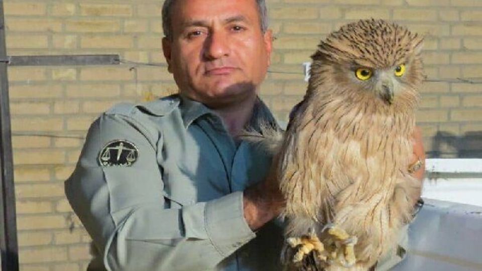 جزییات بیشتر از کشته شدن محیط بان منطقه حفاظت شده 