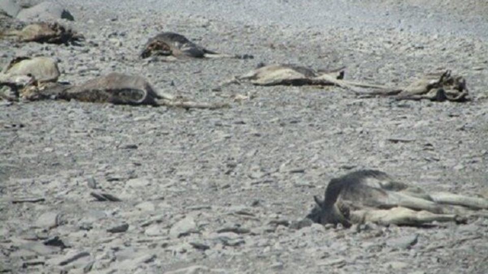 کشتار ۲۰ رأس الاغ وحشی در راونگ میناب