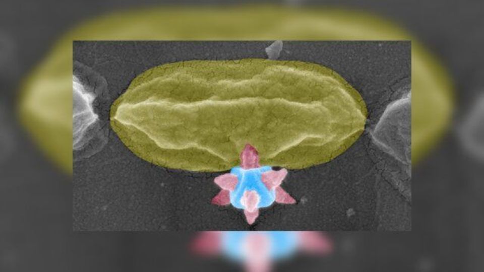 ماده برنده جایزه نوبل، باکتری‌ها را سوراخ می‌کند!