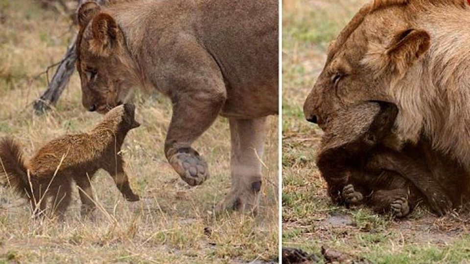 شیر ایران و راسوی اسراییل !