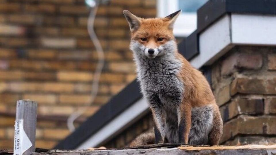 علت حضور روباه‌ها در تهران